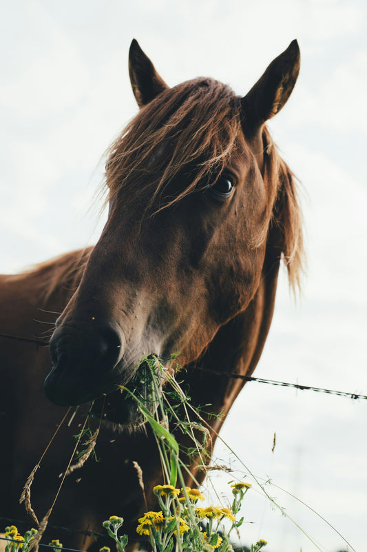 La vitamine K : un atout essentiel pour la santé de votre cheval