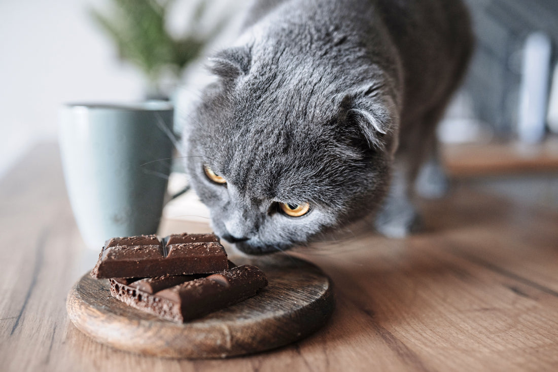 Pourquoi le chocolat est dangereux pour nos animaux ?