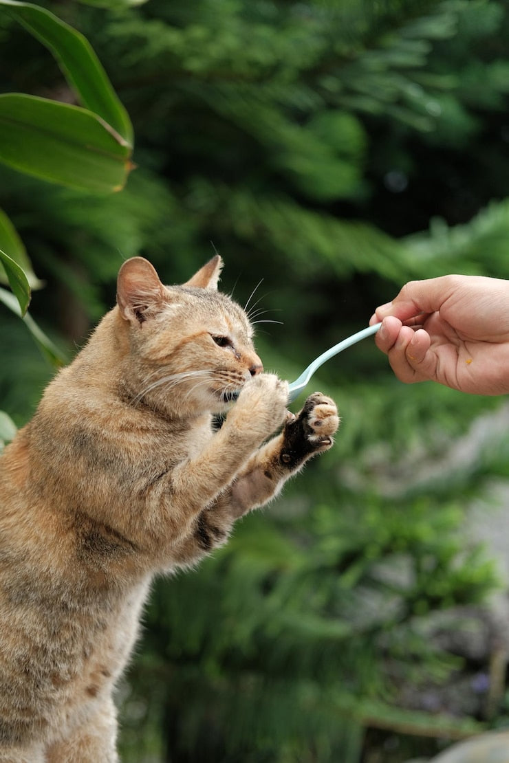 Chats