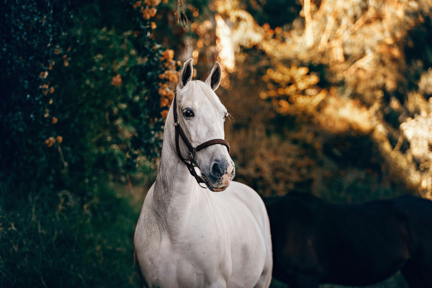 Chevaux